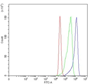 CBS Antibody / Cystathionine Beta Synthase - image 1