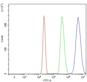PPAR alpha Antibody / PPARA - image 1