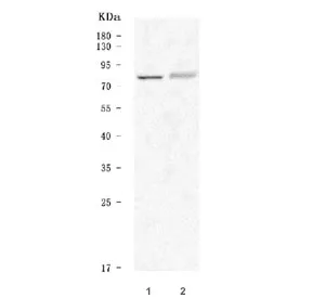 5-HT2C Receptor Antibody / HTR2C - image 1
