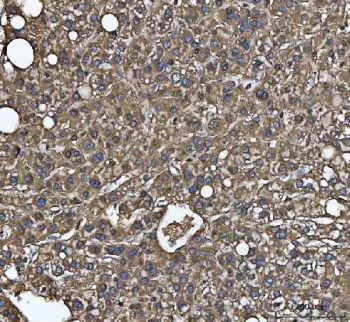 C-1-tetrahydrofolate synthase Antibody / MTHFD1 - image 1