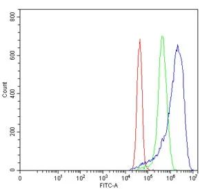 MYH3 Antibody / Myosin 3 / Myosin Heavy Chain 3 - image 1