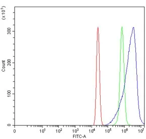 ACSS2 Antibody / Acetyl-coenzyme A synthetase - image 1