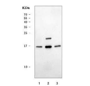PUMA Antibody (alpha/beta) / BBC3 - image 1