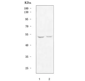 TFDP2 Antibody / Transcription factor Dp-2 - image 1