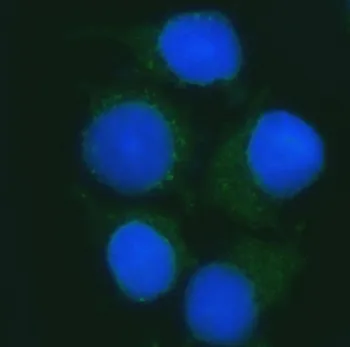 B3GNT2 Antibody - image 1