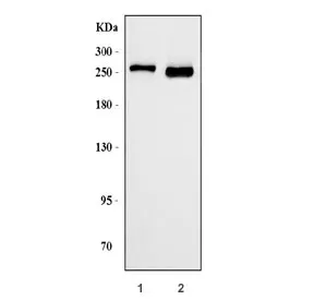Ankyrin-1 Antibody / ANK1 / Erythrocyte - image 1