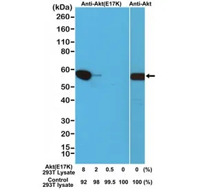 AKT E17K Mutant Recombinant Antibody - image 1
