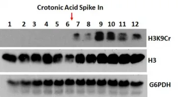 H3K9cr Recombinant Antibody / Crotonyl-Histone H3 (Lys9) - image 1