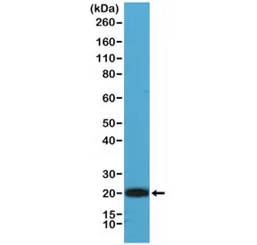CD3 epsilon Recombinant Antibody - image 1