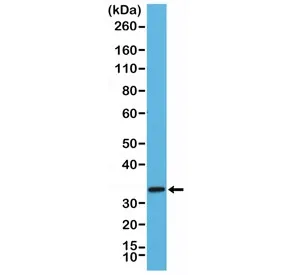 STX1A Recombinant Antibody / Syntaxin 1A - image 1