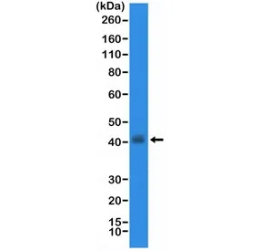 Thyroid transcription factor 1 Recombinant Antibody / TTF-1 / NKX2.1 - image 1