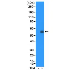 c-Fos Recombinant Antibody - image 1