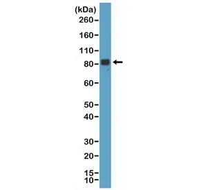 Chromogranin A Recombinant Antibody / CHGA - image 1