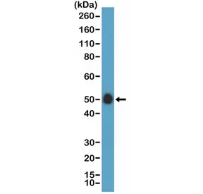 CD14 Recombinant Antibody - image 1