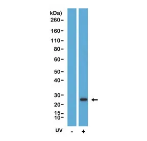 Cleaved Caspase 8 Recombinant Antibody - image 1