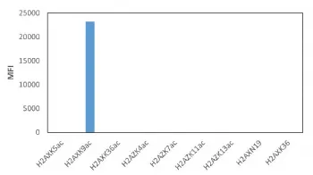Acetyl-Histone H2A.X Recombinant Antibody / Lysine 9 / H2AXK9ac - image 1