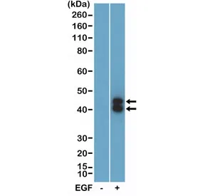 Phospho-ERK1/2 Recombinant Antibody (pThr202/pTyr204) - image 1