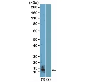 Symmetric Dimethyl-Histone H4 Recombinant Antibody / Symmetric / Arginine 3 / H4R3me2s - image 1