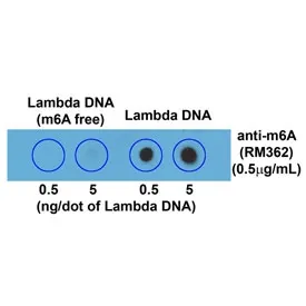 m6A Recombinant Antibody / N6-Methyladenosine - image 1
