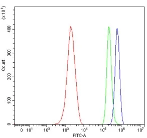 Glucuronosyltransferase 1A1 Antibody / Ugt1a1 - image 1