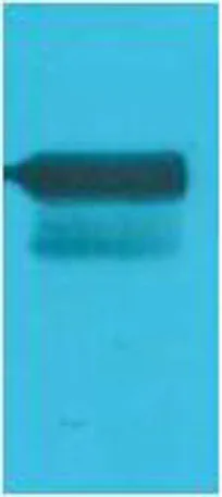 GAL4 Activation Domain rabbit pAb - image 1