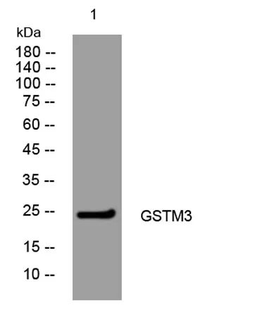 GSTM3 rabbit pAb - image 1