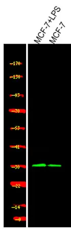 Cyclin D1 (Phospho Ser90) rabbit pAb - image 1