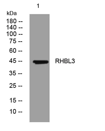 RHBL3 rabbit pAb - image 1