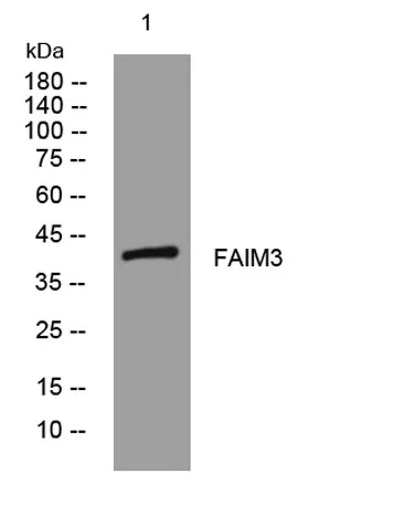 FAIM3 rabbit pAb - image 1