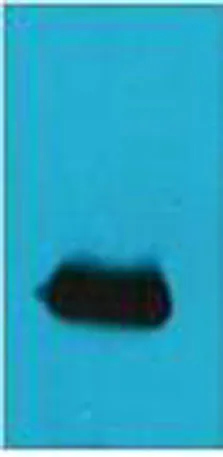 EYFP rabbit pAb - image 1