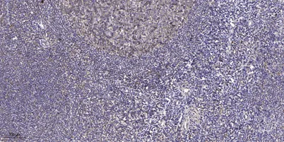CDC26 rabbit pAb