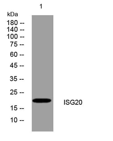 ISG20 rabbit pAb - image 1