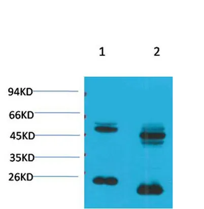 Kv1.8 rabbit pAb - image 1