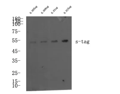 S-Tag rabbit pAb - image 1
