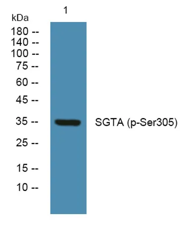 SGTA (phospho-Ser305) rabbit pAb