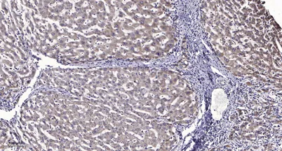 LRP6 (Phospho Thr1479) rabbit pAb