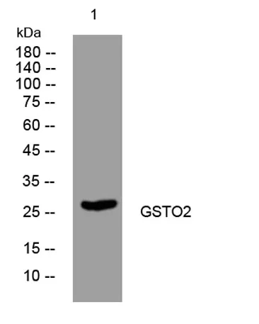 GSTO2 rabbit pAb - image 1