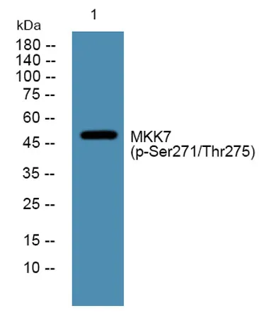 MKK7 (phospho-Ser271/Thr275) rabbit pAb - image 1