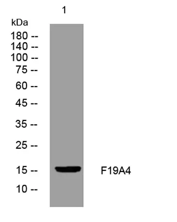 F19A4 rabbit pAb
