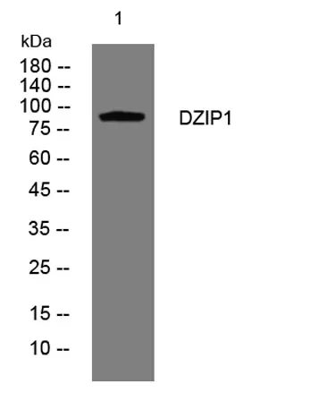 DZIP1 rabbit pAb - image 1