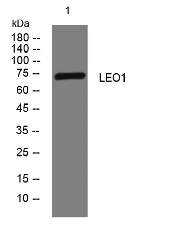 LEO1 rabbit pAb - image 1
