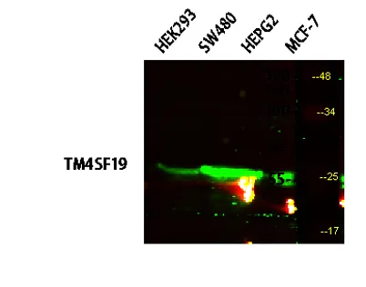 TM4SF19 rabbit pAb