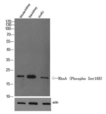 RhoA (Phospho Ser188) rabbit pAb