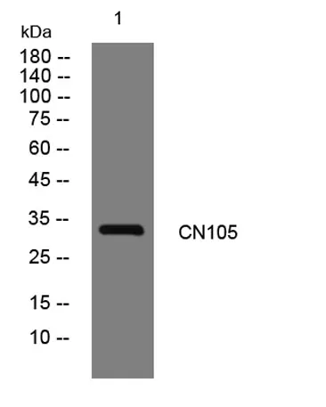 CN105 rabbit pAb