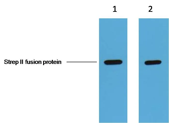 Strep-Tag Mouse mAb - image 1
