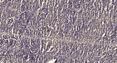 Kallikrein-7 (Cleaved-Ile30) rabbit pAb - image 1