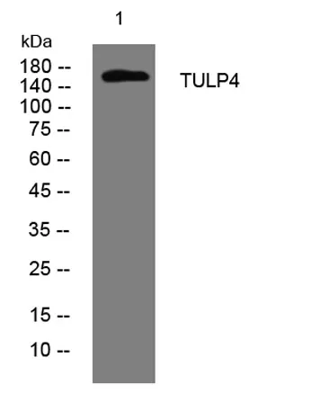 TULP4 rabbit pAb