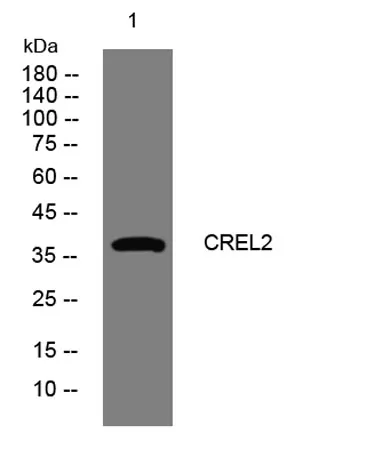 CREL2 rabbit pAb