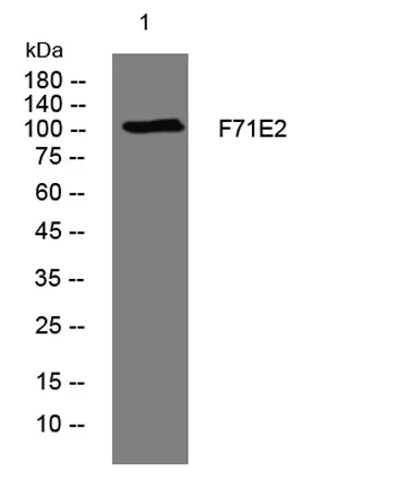 F71E2 rabbit pAb