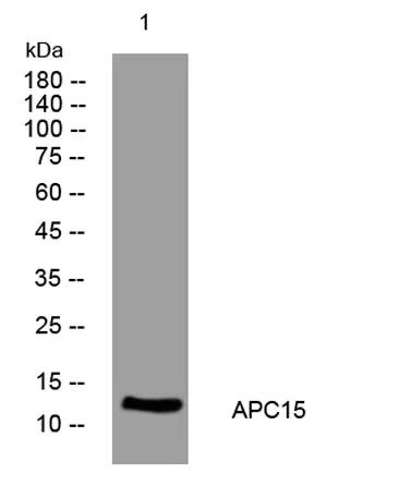 APC15 rabbit pAb - image 1